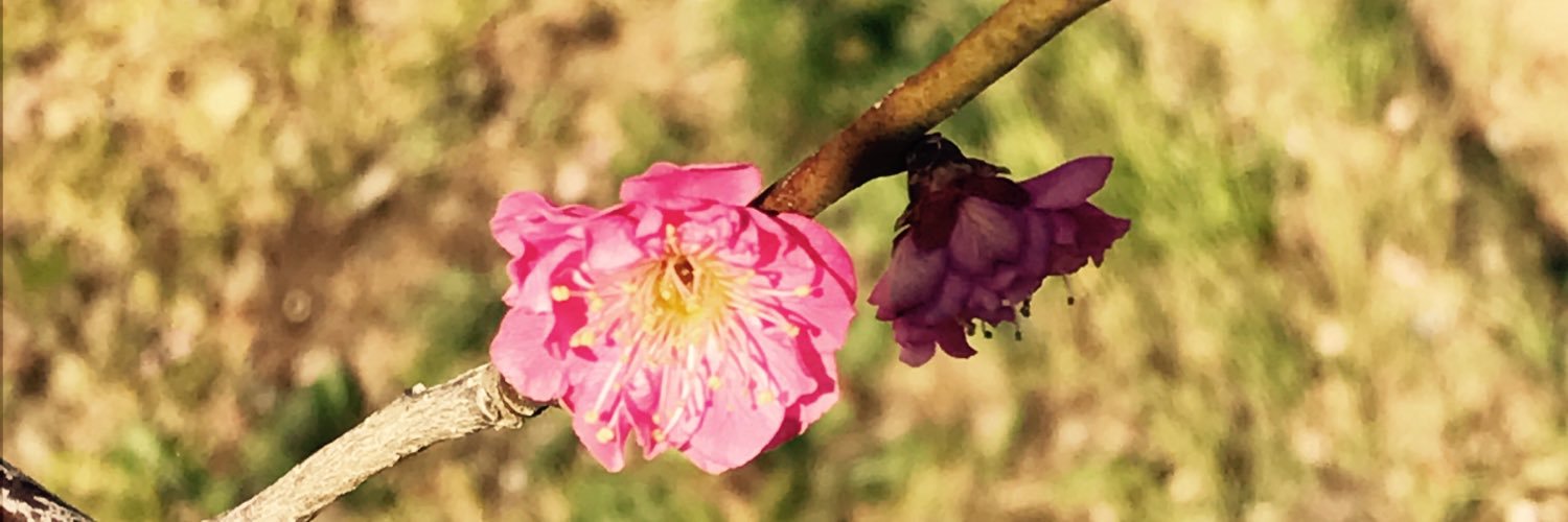 emishiner's profile banner image