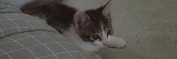 eeeolnim Profile Banner