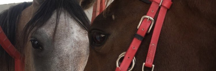 ii3laya's profile banner image