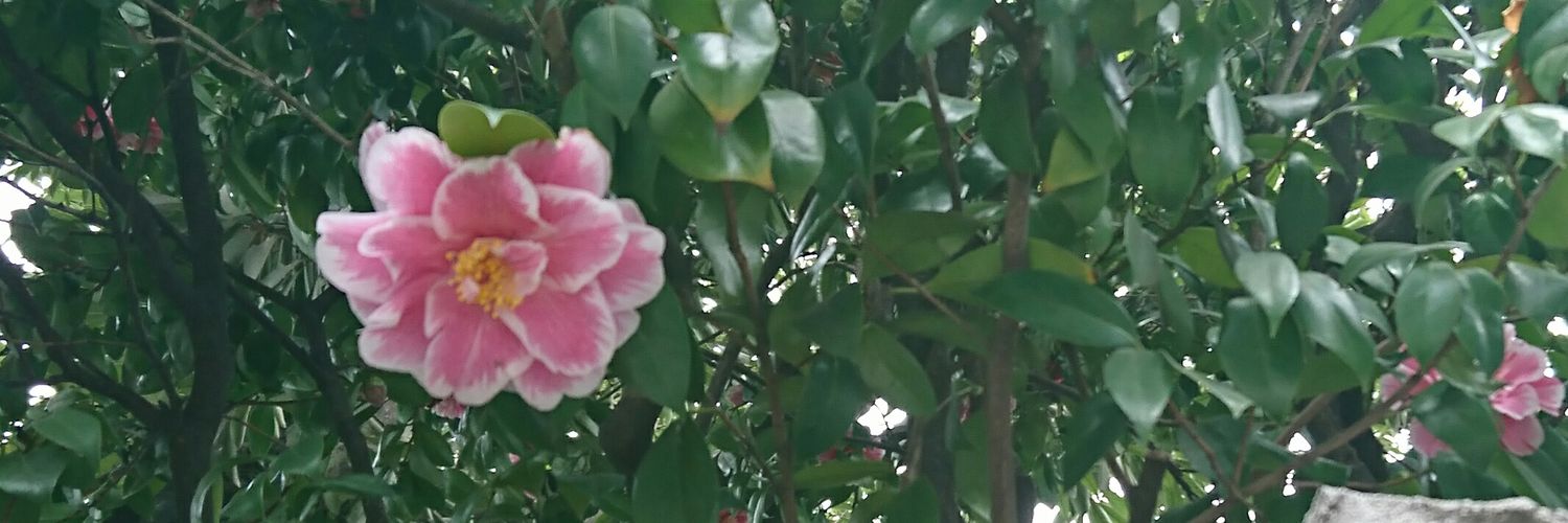 SALALA33's profile banner image