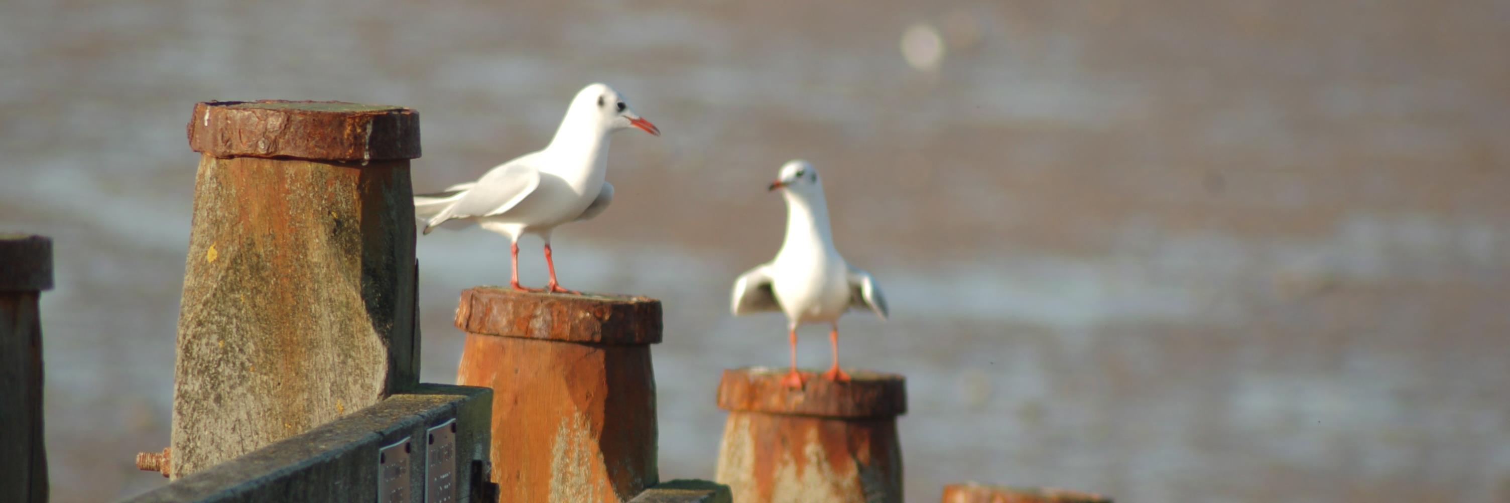 Carole Souter banner