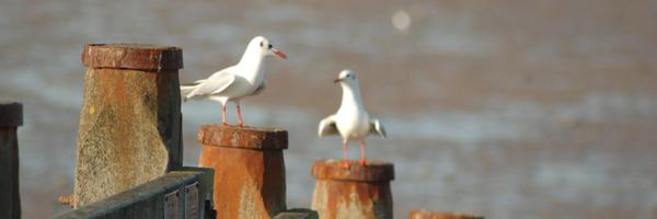 CaroleSouter Profile Banner