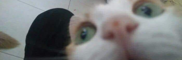 EDecottignies's profile banner image