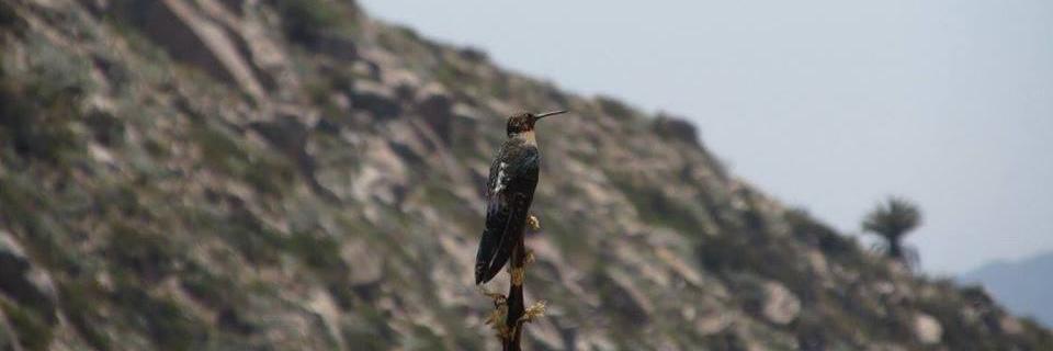 Santiago Prat L banner