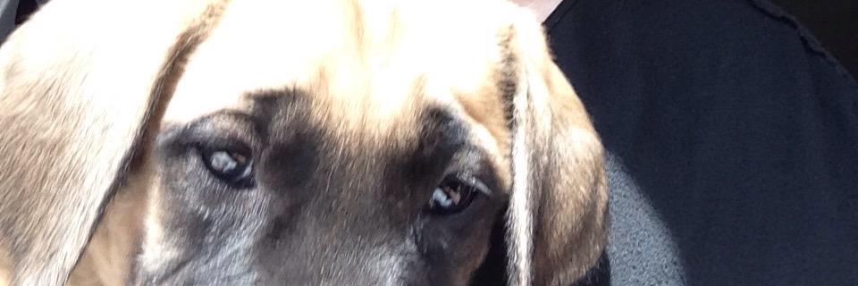 janicethomps's profile banner image