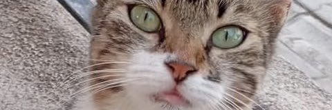 JackieC banner