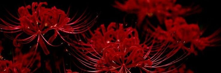 Alex_Sharde's profile banner image