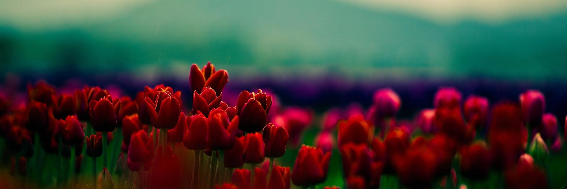 SofiNovikova's profile banner image