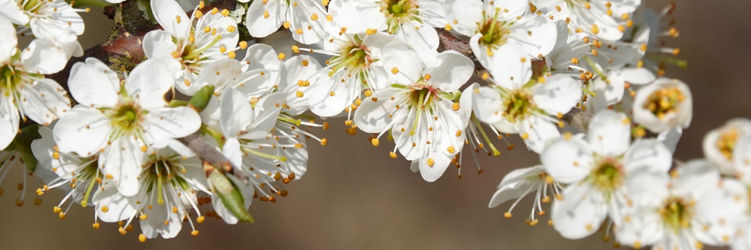 bibi_vanij's profile banner image