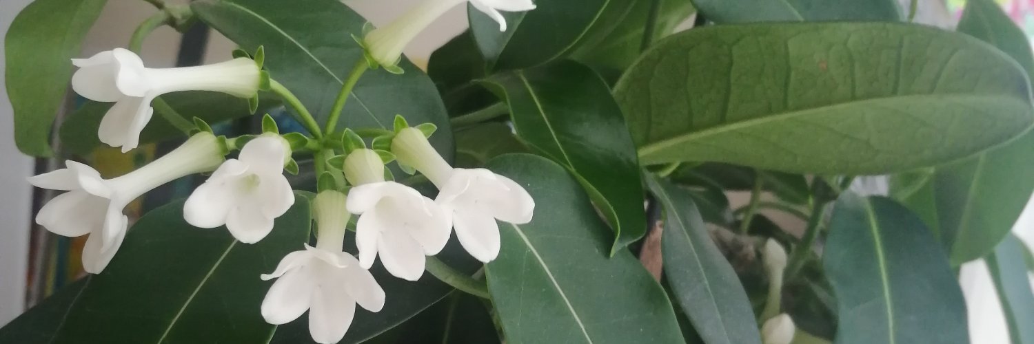 tulimctc's profile banner image