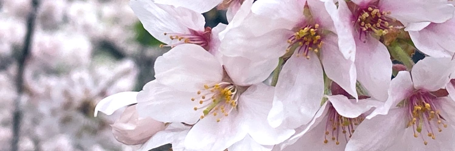 qrsachi's profile banner image