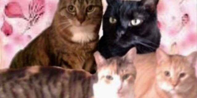 Lizzie,Luke & Angels banner