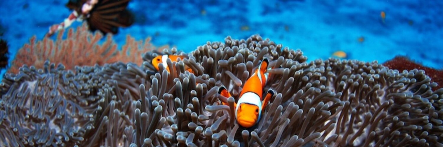 ScubaCatDiving's profile banner image
