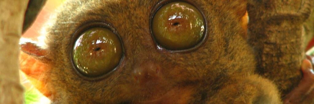 Chus Topo banner