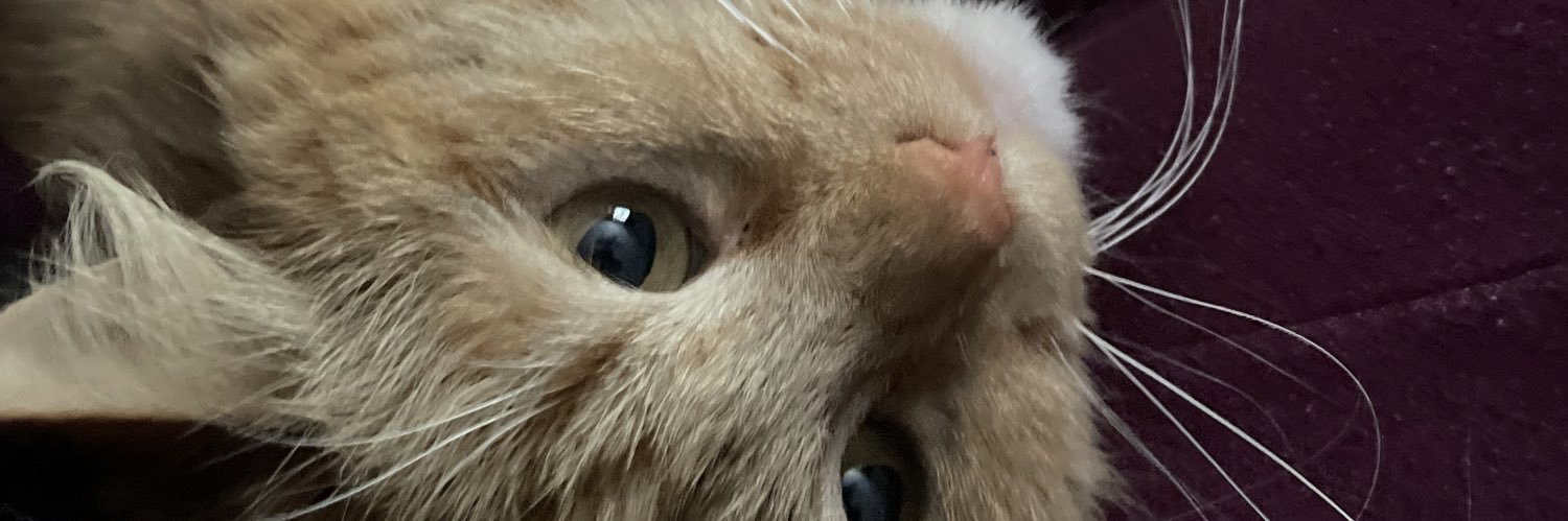 KaylaPartyHardy's profile banner image