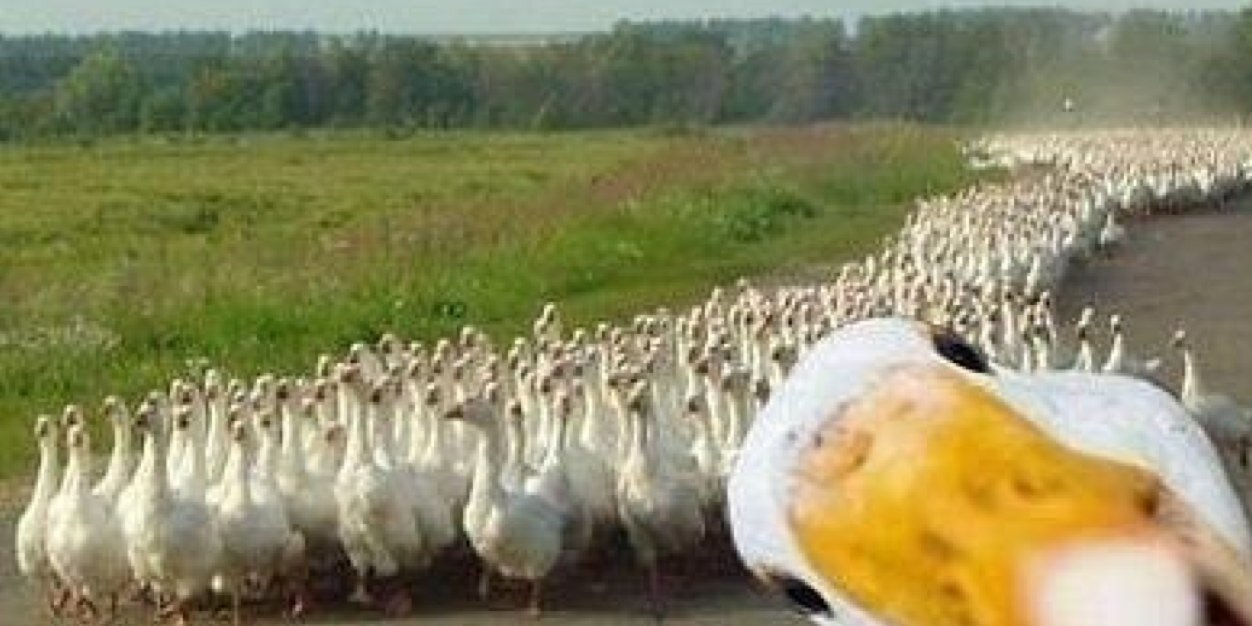 loadsofducks's profile banner image