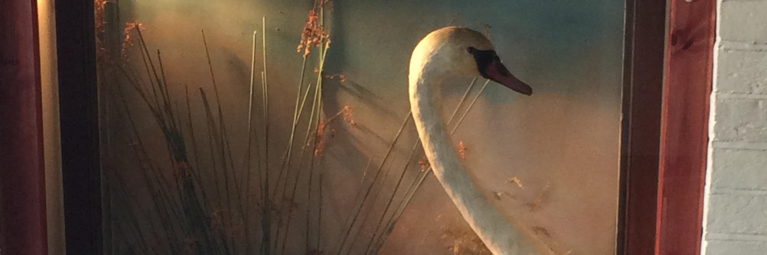 3Swans_HGD's profile banner image