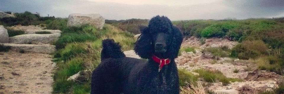 Kerry FitzGerald banner