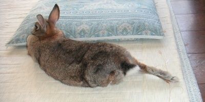 Rabbitmomo11's profile banner image