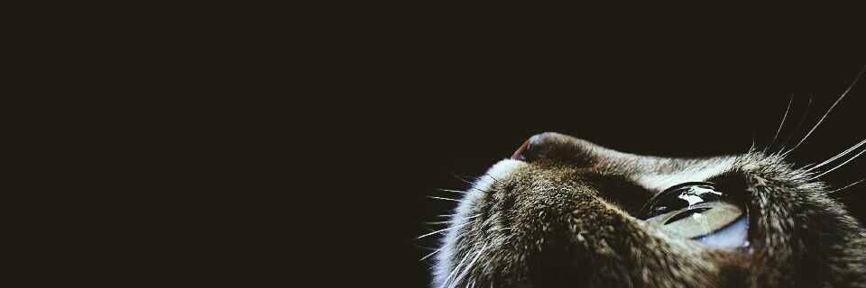 simayildizz's profile banner image