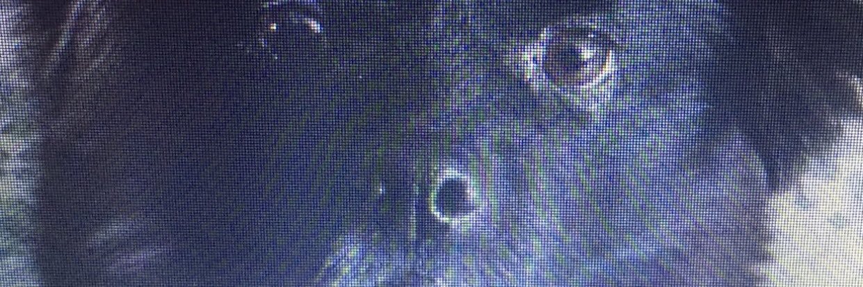 adamGapple's profile banner image