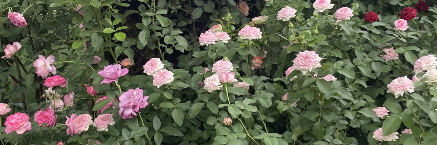 whenwefallasleep banner