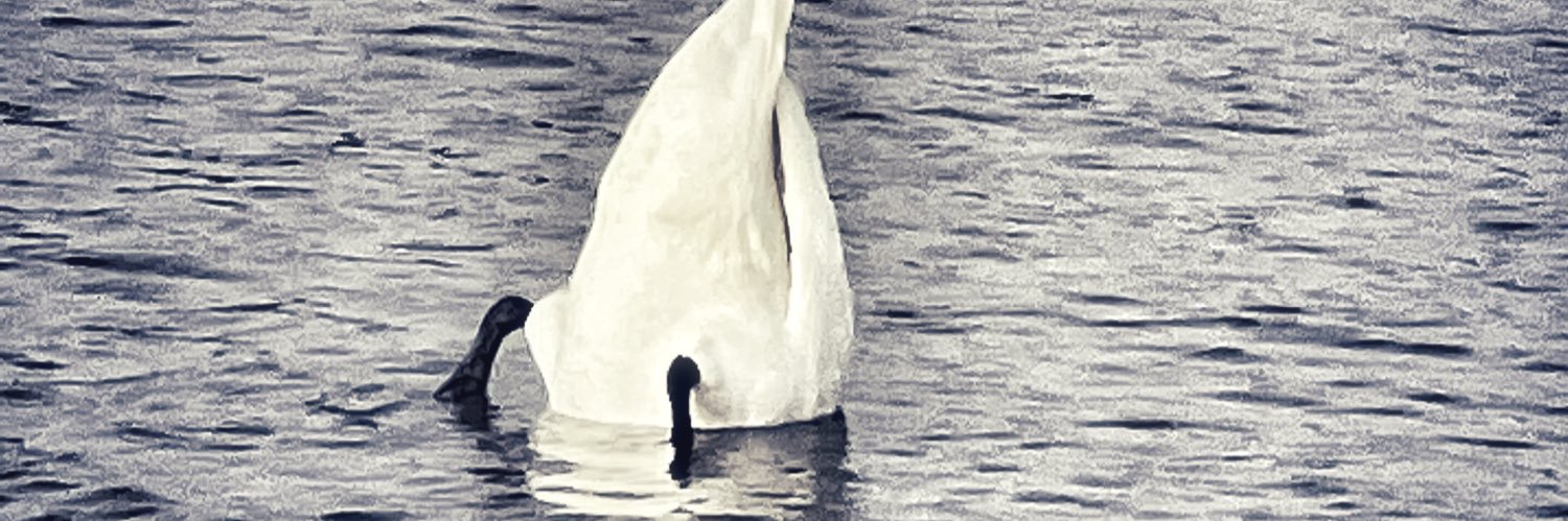 JeremyBird123's profile banner image