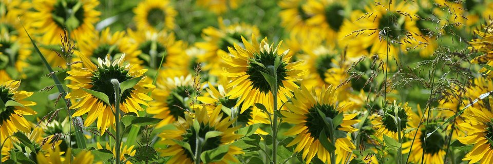 Samantha 🌻 banner