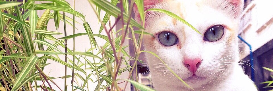 🌸 ไฮโซอุ๋ยแฟนซากุจัง~*® 🌸 🧟 banner