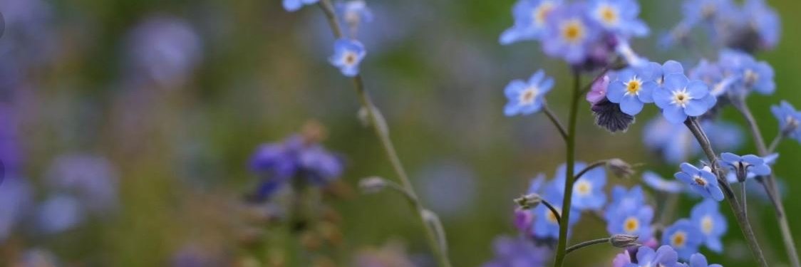 AnnaKislichenko's profile banner image