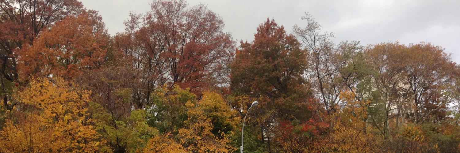 Dbenvenuto's profile banner image