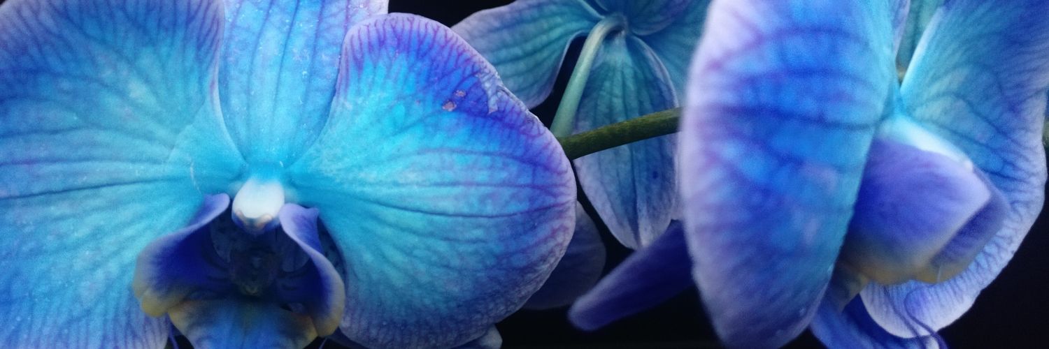 Andreea10RM's profile banner image