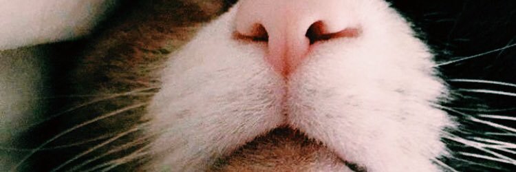 amandagormley_'s profile banner image