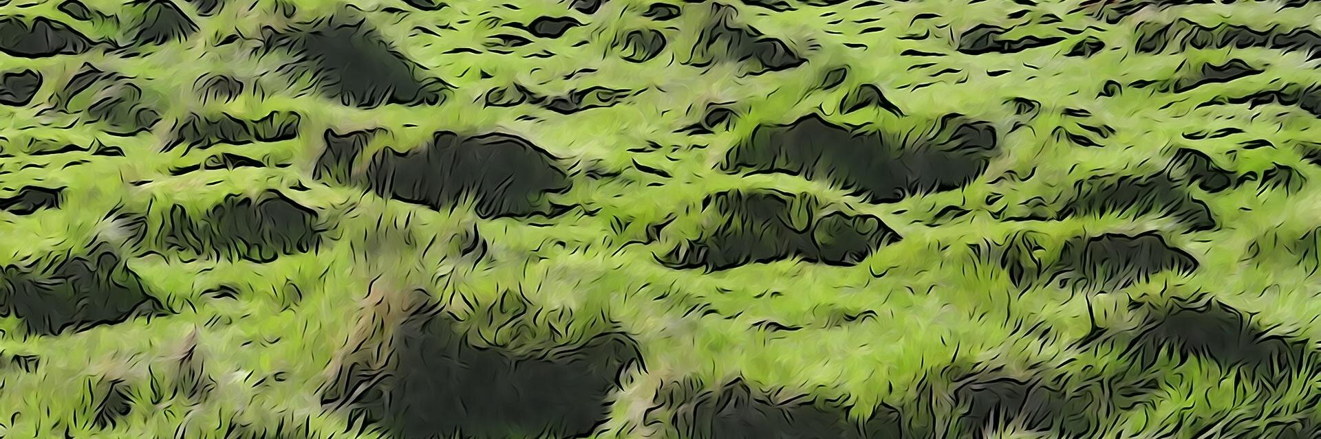 Plurivocal's profile banner image