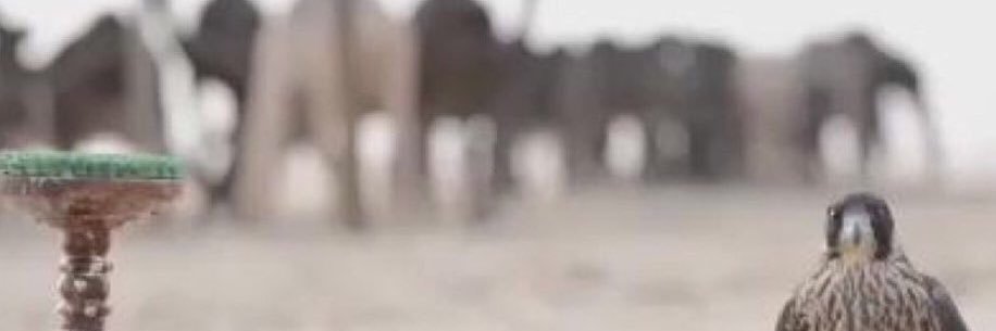 ViP_N100's profile banner image