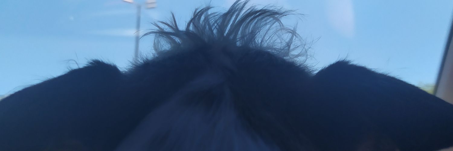 maiaragp's profile banner image