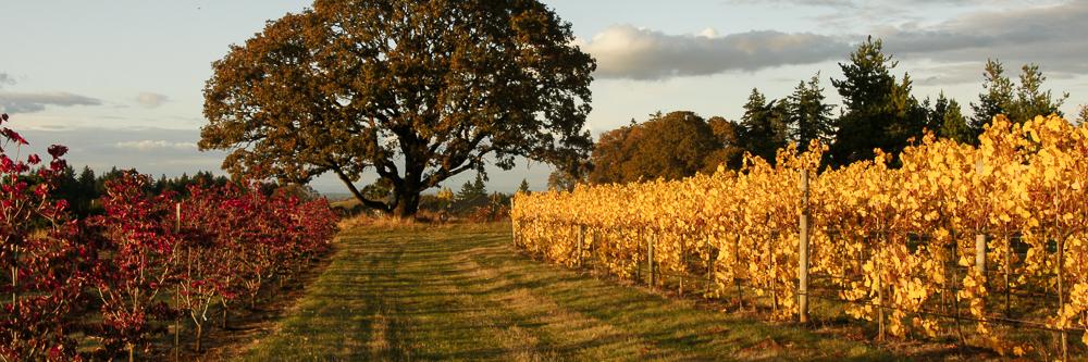 MahoniaVineyard's profile banner image