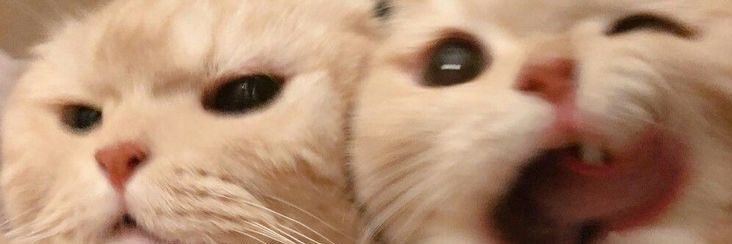 amandaringo's profile banner image