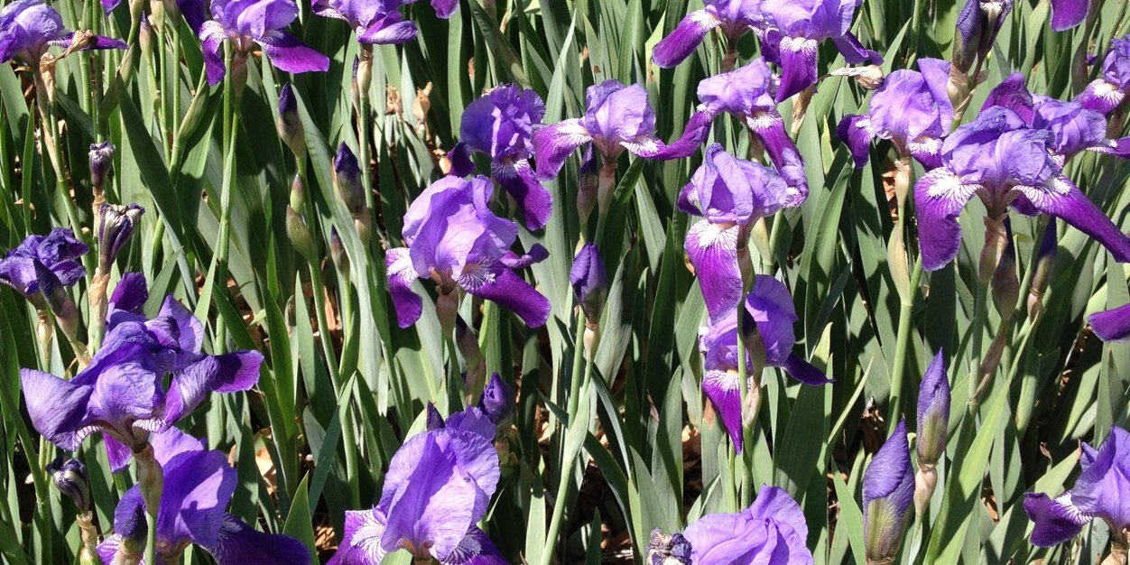 MaryCottier's profile banner image