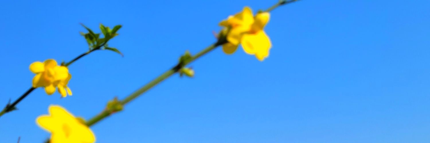 solodimepam's profile banner image