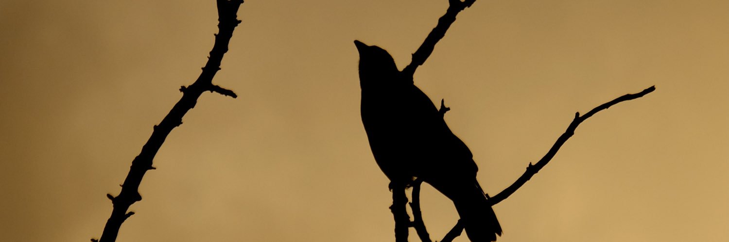 sacottone's profile banner image