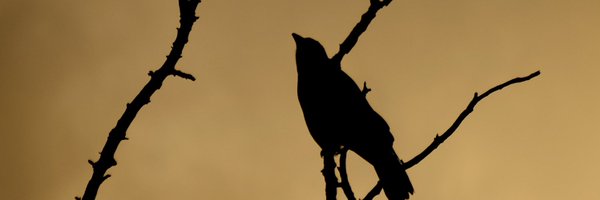 sacottone Profile Banner