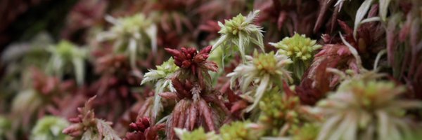 paulaerizo Profile Banner