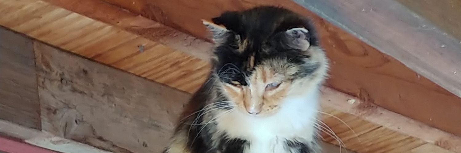 AmdAndrew's profile banner image