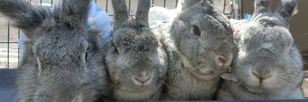 bearkimi Profile Banner