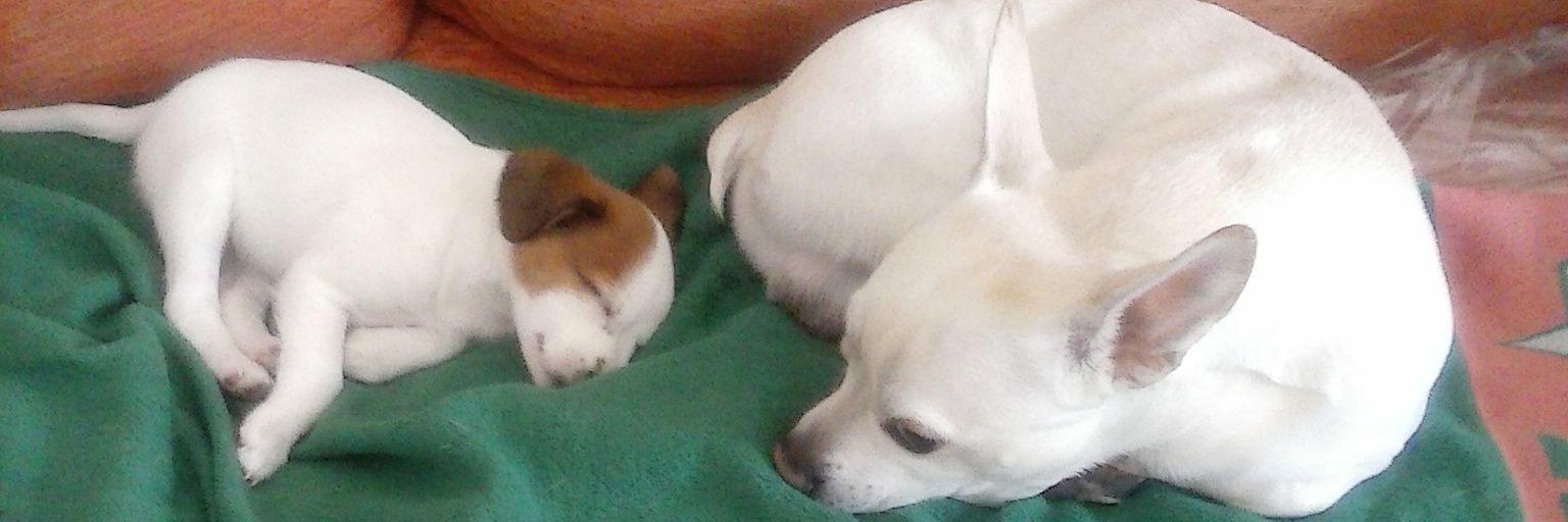 Maria Llinares Amat banner