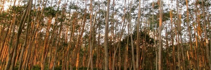 Ditya_HtH's profile banner image