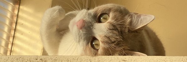 vicochips93 Profile Banner