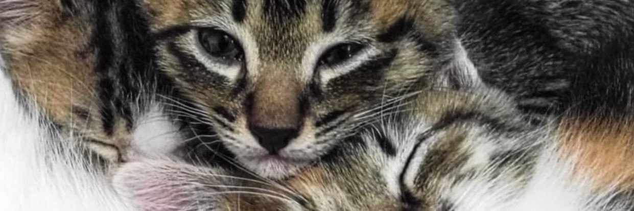 rldomasig's profile banner image