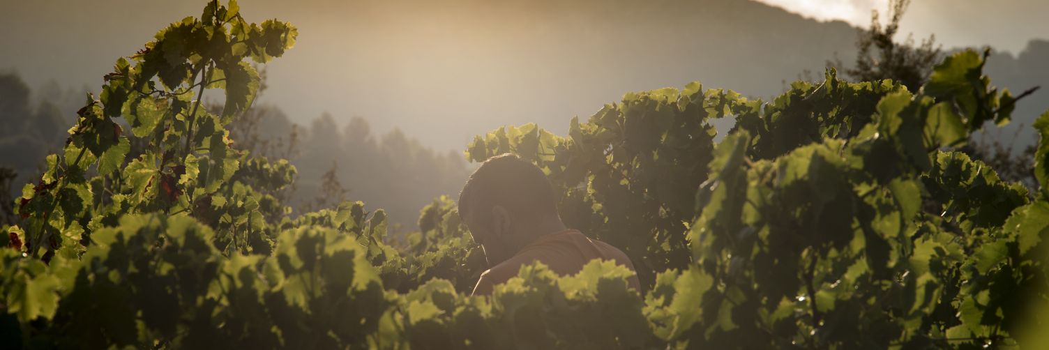 CellerComunica's profile banner image